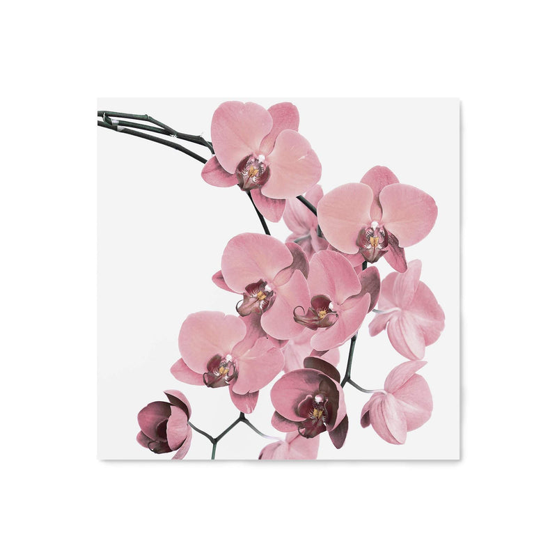 Peach Orchid Flowers Square-The Paper Tree-Art Print,art prints,Artwork,floral,flower,framed,orchid,orchid flower,peach,pink,premium art print,square,wall art,Wall_Art,Wall_Art_Prints