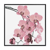 Peach Orchid Flowers Square-The Paper Tree-Art Print,art prints,Artwork,floral,flower,framed,orchid,orchid flower,peach,pink,premium art print,square,wall art,Wall_Art,Wall_Art_Prints