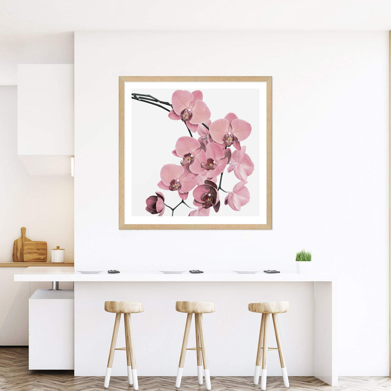 Peach Orchid Flowers Square-The Paper Tree-Art Print,art prints,Artwork,floral,flower,framed,orchid,orchid flower,peach,pink,premium art print,square,wall art,Wall_Art,Wall_Art_Prints