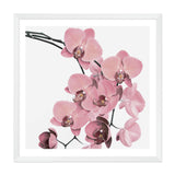 Peach Orchid Flowers Square-The Paper Tree-Art Print,art prints,Artwork,floral,flower,framed,orchid,orchid flower,peach,pink,premium art print,square,wall art,Wall_Art,Wall_Art_Prints