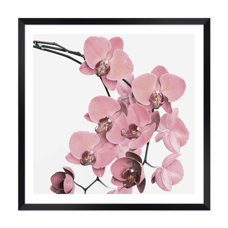 Peach Orchid Flowers Square-The Paper Tree-Art Print,art prints,Artwork,floral,flower,framed,orchid,orchid flower,peach,pink,premium art print,square,wall art,Wall_Art,Wall_Art_Prints