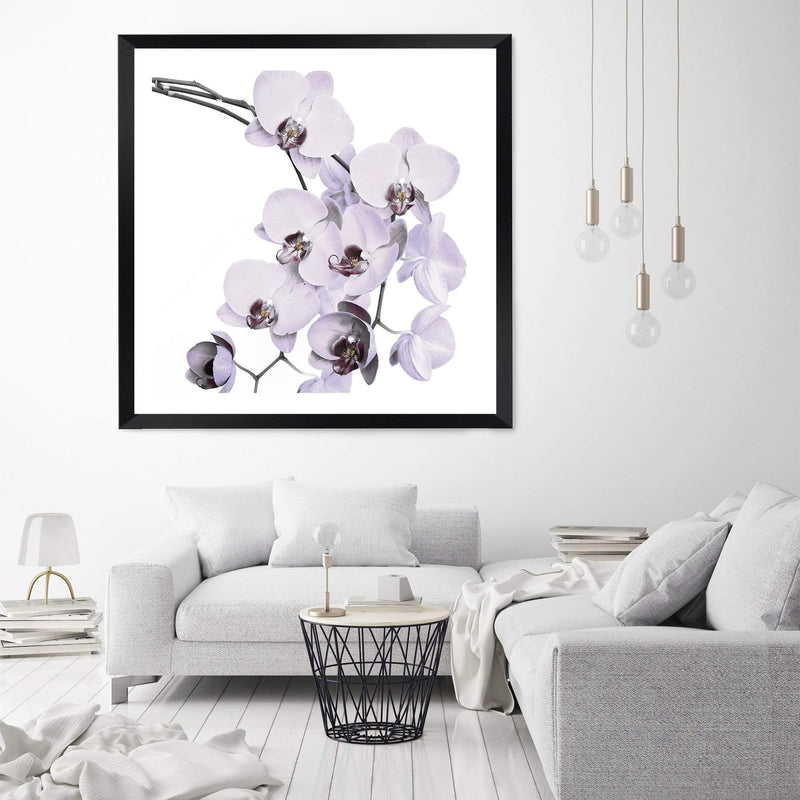 White Orchid Flowers Square-The Paper Tree-Art Print,art prints,Artwork,floral,flower,framed,hamptons,neutral,orchid,orchid flower,premium art print,square,wall art,Wall_Art,Wall_Art_Prints,white