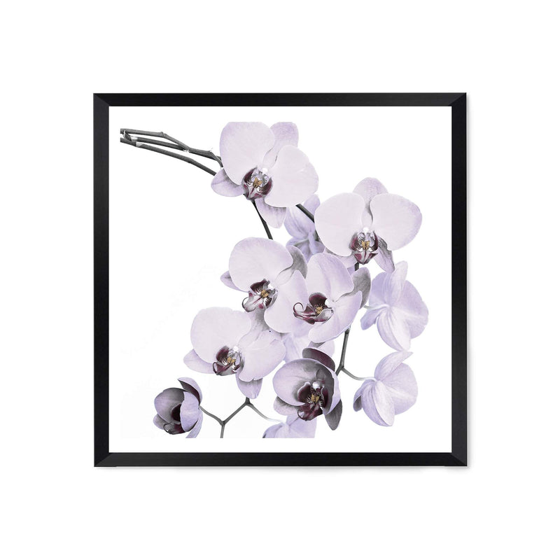 White Orchid Flowers Square-The Paper Tree-Art Print,art prints,Artwork,floral,flower,framed,hamptons,neutral,orchid,orchid flower,premium art print,square,wall art,Wall_Art,Wall_Art_Prints,white