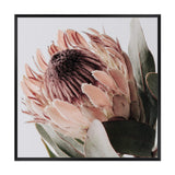 Peach Protea Flower Square-The Paper Tree-Art Print,art prints,Artwork,australian native,boho,botanical,floral,flower,framed,green,Muted Tone,peach,peach protea,premium art print,protea,protea flower,square,wall art,Wall_Art,Wall_Art_Prints