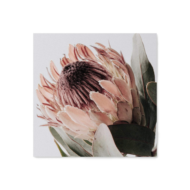 Peach Protea Flower Square-The Paper Tree-Art Print,art prints,Artwork,australian native,boho,botanical,floral,flower,framed,green,Muted Tone,peach,peach protea,premium art print,protea,protea flower,square,wall art,Wall_Art,Wall_Art_Prints