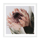 Peach Protea Flower Square-The Paper Tree-Art Print,art prints,Artwork,australian native,boho,botanical,floral,flower,framed,green,Muted Tone,peach,peach protea,premium art print,protea,protea flower,square,wall art,Wall_Art,Wall_Art_Prints