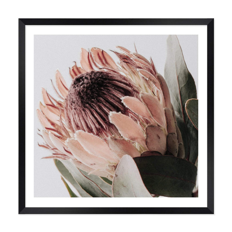 Peach Protea Flower Square-The Paper Tree-Art Print,art prints,Artwork,australian native,boho,botanical,floral,flower,framed,green,Muted Tone,peach,peach protea,premium art print,protea,protea flower,square,wall art,Wall_Art,Wall_Art_Prints