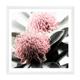 Australian Native Waratah Flower Square II-The Paper Tree-Art Print,art prints,Artwork,australia,australian,australian native,australiana,botanical,floral,flower,framed,green,muted tone,native,pink,premium art print,red,red flower,square,wall art,Wall_Art,Wall_Art_Prints,waratah,waratah flower