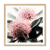 Australian Native Waratah Flower Square II-The Paper Tree-Art Print,art prints,Artwork,australia,australian,australian native,australiana,botanical,floral,flower,framed,green,muted tone,native,pink,premium art print,red,red flower,square,wall art,Wall_Art,Wall_Art_Prints,waratah,waratah flower