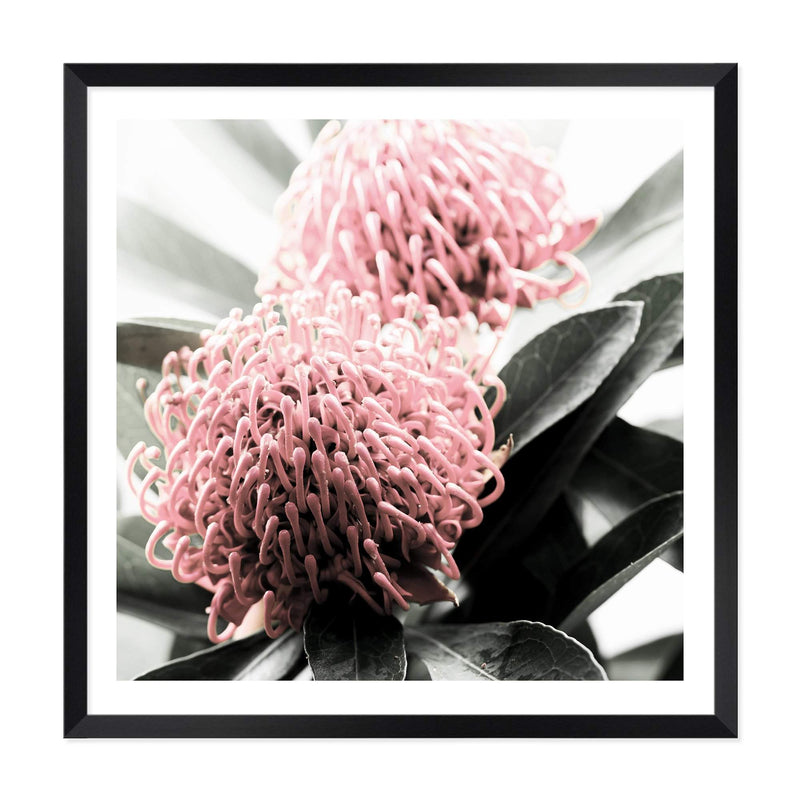 Australian Native Waratah Flower Square II-The Paper Tree-Art Print,art prints,Artwork,australia,australian,australian native,australiana,botanical,floral,flower,framed,green,muted tone,native,pink,premium art print,red,red flower,square,wall art,Wall_Art,Wall_Art_Prints,waratah,waratah flower