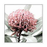 Australian Native Waratah Flower Square-The Paper Tree-Art Print,art prints,Artwork,australia,australian,australian native,australiana,botanical,floral,flower,framed,green,muted tone,native,pink,premium art print,red,red flower,square,wall art,Wall_Art,Wall_Art_Prints,waratah,waratah flower