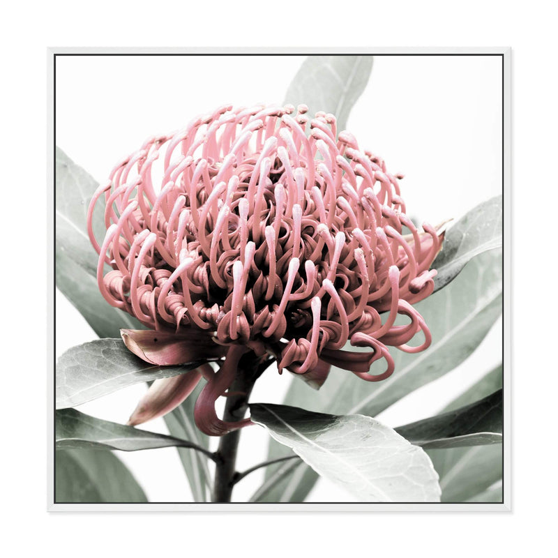 Australian Native Waratah Flower Square-The Paper Tree-Art Print,art prints,Artwork,australia,australian,australian native,australiana,botanical,floral,flower,framed,green,muted tone,native,pink,premium art print,red,red flower,square,wall art,Wall_Art,Wall_Art_Prints,waratah,waratah flower