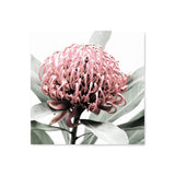 Australian Native Waratah Flower Square-The Paper Tree-Art Print,art prints,Artwork,australia,australian,australian native,australiana,botanical,floral,flower,framed,green,muted tone,native,pink,premium art print,red,red flower,square,wall art,Wall_Art,Wall_Art_Prints,waratah,waratah flower