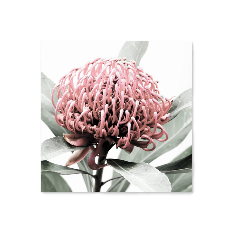 Australian Native Waratah Flower Square-The Paper Tree-Art Print,art prints,Artwork,australia,australian,australian native,australiana,botanical,floral,flower,framed,green,muted tone,native,pink,premium art print,red,red flower,square,wall art,Wall_Art,Wall_Art_Prints,waratah,waratah flower