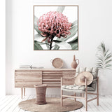 Australian Native Waratah Flower Square-The Paper Tree-Art Print,art prints,Artwork,australia,australian,australian native,australiana,botanical,floral,flower,framed,green,muted tone,native,pink,premium art print,red,red flower,square,wall art,Wall_Art,Wall_Art_Prints,waratah,waratah flower