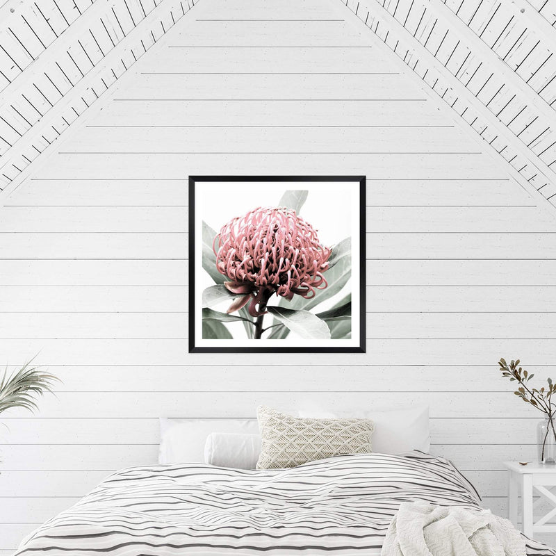 Australian Native Waratah Flower Square-The Paper Tree-Art Print,art prints,Artwork,australia,australian,australian native,australiana,botanical,floral,flower,framed,green,muted tone,native,pink,premium art print,red,red flower,square,wall art,Wall_Art,Wall_Art_Prints,waratah,waratah flower