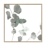 Australian Native Eucalyptus Leaves Square-The Paper Tree-Art Print,art prints,Artwork,australia,australian,australian native,australiana,botanical,eucalyptus,eucalyptus leaf,eucalyptus leaves,framed,green,gum,gum leaf,gum leaves,hamptons,Muted Tone,native,premium art print,square,wall art,Wall_Art,Wall_Art_Prints