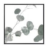 Australian Native Eucalyptus Leaves Square II-The Paper Tree-Art Print,art prints,Artwork,australia,australian,australian native,australiana,botanical,eucalyptus,eucalyptus leaf,eucalyptus leaves,framed,green,gum,gum leaf,gum leaves,hamptons,Muted Tone,native,premium art print,square,wall art,Wall_Art,Wall_Art_Prints