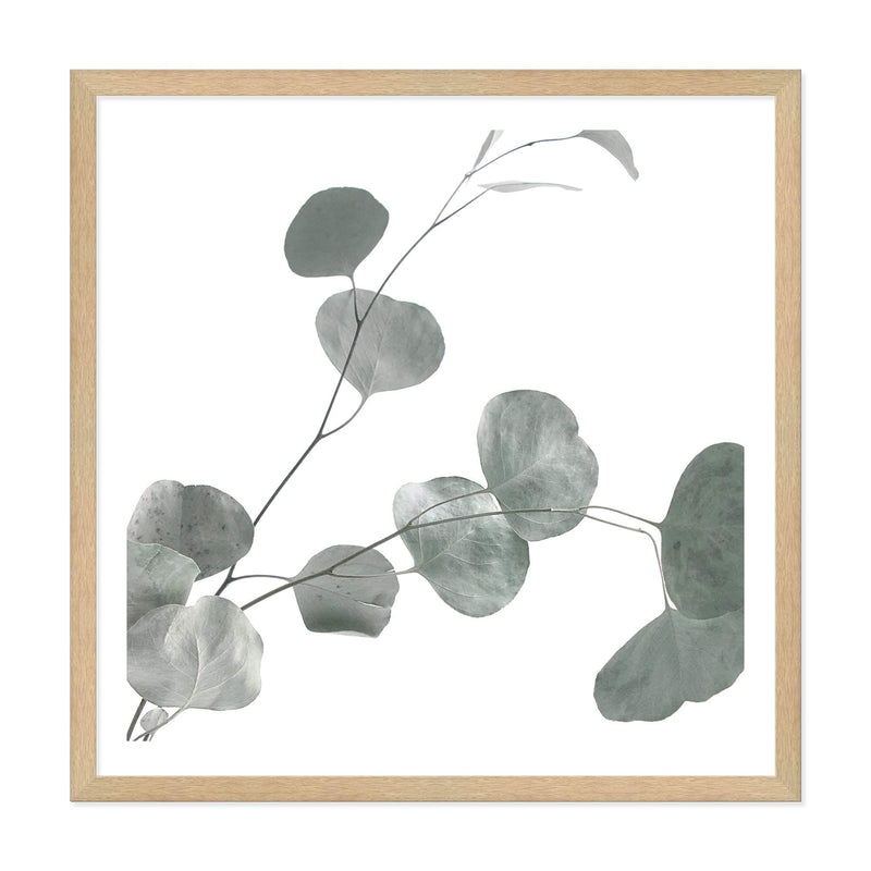 Australian Native Eucalyptus Leaves Square II-The Paper Tree-Art Print,art prints,Artwork,australia,australian,australian native,australiana,botanical,eucalyptus,eucalyptus leaf,eucalyptus leaves,framed,green,gum,gum leaf,gum leaves,hamptons,Muted Tone,native,premium art print,square,wall art,Wall_Art,Wall_Art_Prints