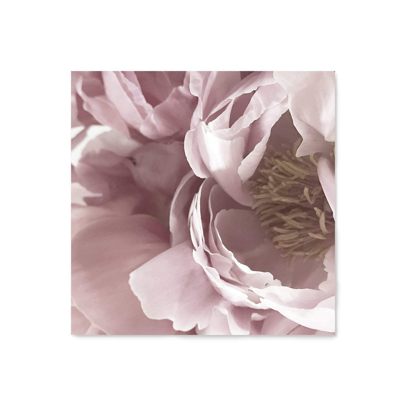 Dusty Pink Peonies Square-The Paper Tree-Art Print,art prints,Artwork,floral,flower,framed,peonies,peonies flower,peony,pink,premium art print,square,wall art,Wall_Art,Wall_Art_Prints,white