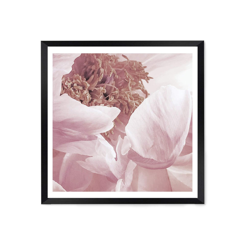 Dusty Pink Peonies Square II-The Paper Tree-Art Print,art prints,Artwork,floral,flower,framed,peonies,peony,pink,premium art print,square,wall art,Wall_Art,Wall_Art_Prints,white