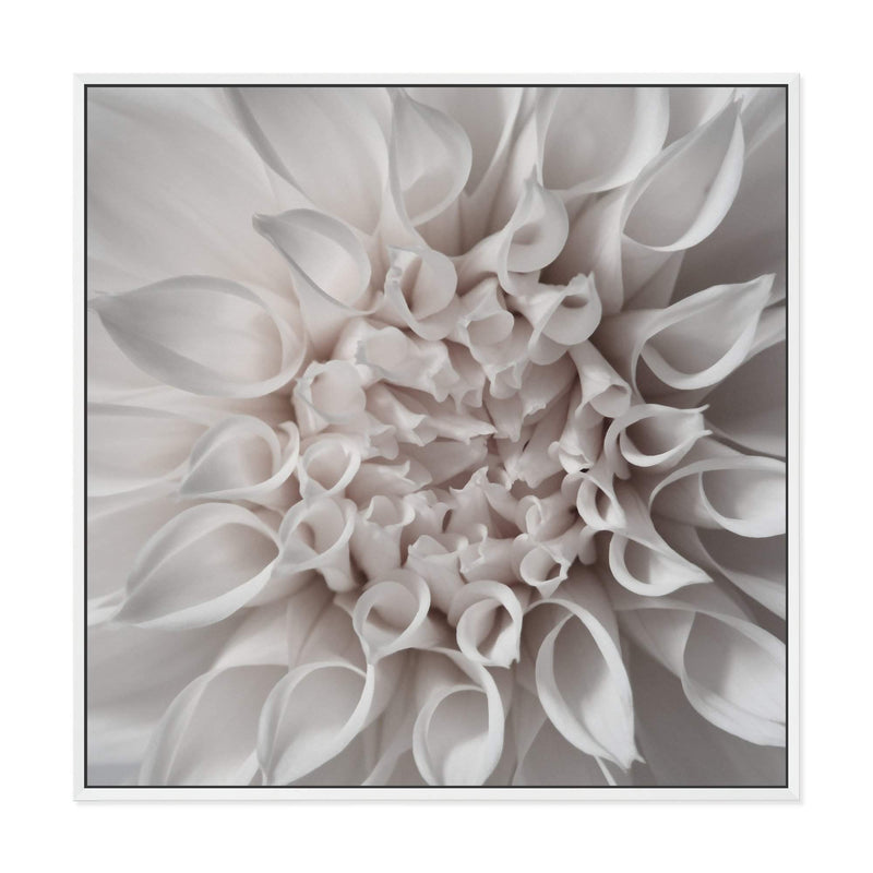 White Dahlia Square-The Paper Tree-Art Print,art prints,Artwork,boho,dahlia,floral,flower,framed,hamptons,neutral,premium art print,square,wall art,Wall_Art,Wall_Art_Prints,WHITE,white dahlia,white flower