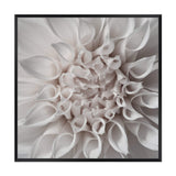 White Dahlia Square-The Paper Tree-Art Print,art prints,Artwork,boho,dahlia,floral,flower,framed,hamptons,neutral,premium art print,square,wall art,Wall_Art,Wall_Art_Prints,WHITE,white dahlia,white flower