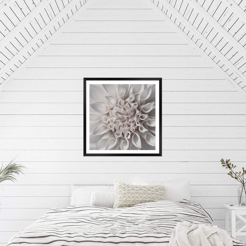 White Dahlia Square-The Paper Tree-Art Print,art prints,Artwork,boho,dahlia,floral,flower,framed,hamptons,neutral,premium art print,square,wall art,Wall_Art,Wall_Art_Prints,WHITE,white dahlia,white flower