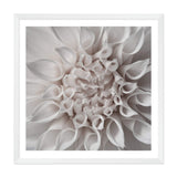 White Dahlia Square-The Paper Tree-Art Print,art prints,Artwork,boho,dahlia,floral,flower,framed,hamptons,neutral,premium art print,square,wall art,Wall_Art,Wall_Art_Prints,WHITE,white dahlia,white flower