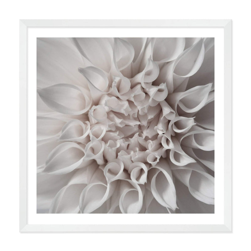 White Dahlia Square-The Paper Tree-Art Print,art prints,Artwork,boho,dahlia,floral,flower,framed,hamptons,neutral,premium art print,square,wall art,Wall_Art,Wall_Art_Prints,WHITE,white dahlia,white flower