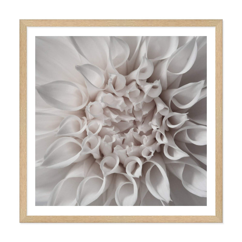 White Dahlia Square-The Paper Tree-Art Print,art prints,Artwork,boho,dahlia,floral,flower,framed,hamptons,neutral,premium art print,square,wall art,Wall_Art,Wall_Art_Prints,WHITE,white dahlia,white flower