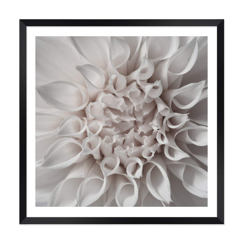 White Dahlia Square-The Paper Tree-Art Print,art prints,Artwork,boho,dahlia,floral,flower,framed,hamptons,neutral,premium art print,square,wall art,Wall_Art,Wall_Art_Prints,WHITE,white dahlia,white flower