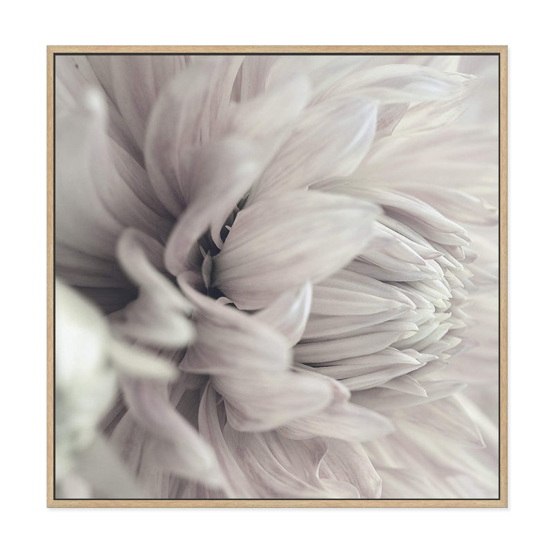 White Dahlia Square II-The Paper Tree-Art Print,art prints,Artwork,boho,DAHLIA,dahlia flower,floral,flower,framed,hamptons,neutral,premium art print,square,wall art,Wall_Art,Wall_Art_Prints,white,white flower