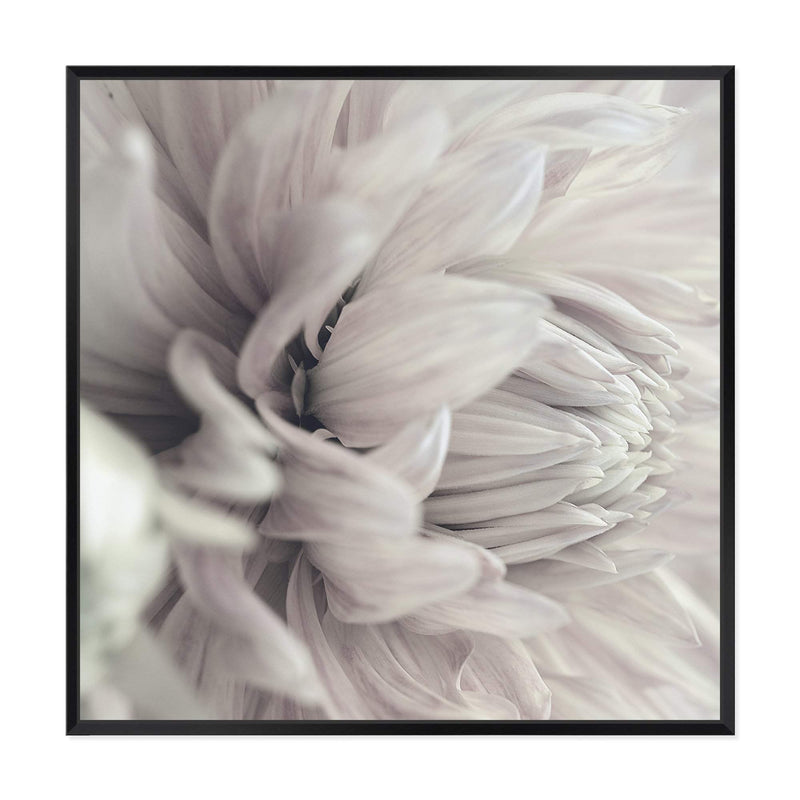 White Dahlia Square II-The Paper Tree-Art Print,art prints,Artwork,boho,DAHLIA,dahlia flower,floral,flower,framed,hamptons,neutral,premium art print,square,wall art,Wall_Art,Wall_Art_Prints,white,white flower