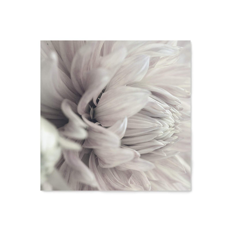 White Dahlia Square II-The Paper Tree-Art Print,art prints,Artwork,boho,DAHLIA,dahlia flower,floral,flower,framed,hamptons,neutral,premium art print,square,wall art,Wall_Art,Wall_Art_Prints,white,white flower