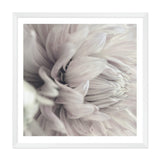 White Dahlia Square II-The Paper Tree-Art Print,art prints,Artwork,boho,DAHLIA,dahlia flower,floral,flower,framed,hamptons,neutral,premium art print,square,wall art,Wall_Art,Wall_Art_Prints,white,white flower