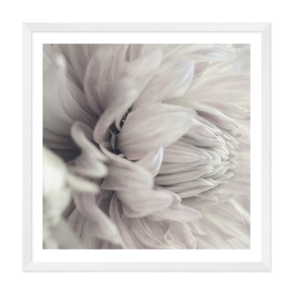 White Dahlia Square II-The Paper Tree-Art Print,art prints,Artwork,boho,DAHLIA,dahlia flower,floral,flower,framed,hamptons,neutral,premium art print,square,wall art,Wall_Art,Wall_Art_Prints,white,white flower