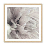 White Dahlia Square II-The Paper Tree-Art Print,art prints,Artwork,boho,DAHLIA,dahlia flower,floral,flower,framed,hamptons,neutral,premium art print,square,wall art,Wall_Art,Wall_Art_Prints,white,white flower