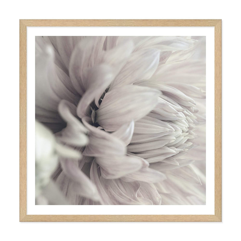 White Dahlia Square II-The Paper Tree-Art Print,art prints,Artwork,boho,DAHLIA,dahlia flower,floral,flower,framed,hamptons,neutral,premium art print,square,wall art,Wall_Art,Wall_Art_Prints,white,white flower