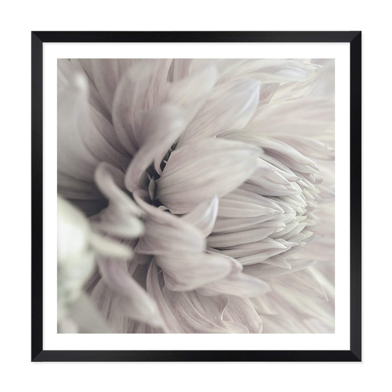 White Dahlia Square II-The Paper Tree-Art Print,art prints,Artwork,boho,DAHLIA,dahlia flower,floral,flower,framed,hamptons,neutral,premium art print,square,wall art,Wall_Art,Wall_Art_Prints,white,white flower