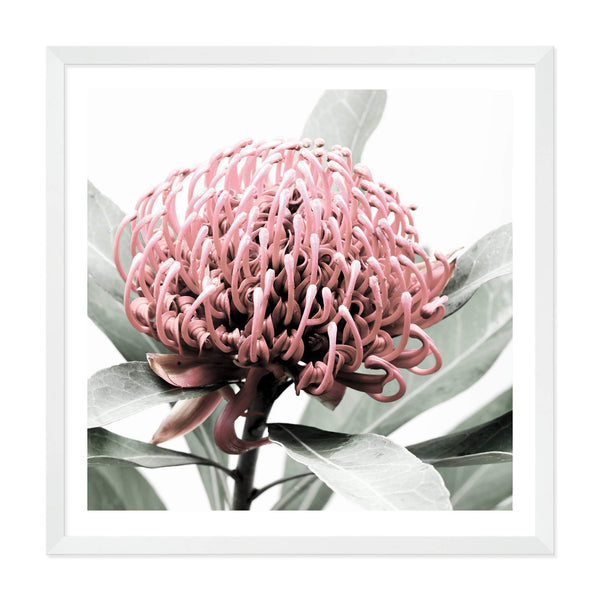 Australian Native Waratah Flower Square-The Paper Tree-Art Print,art prints,Artwork,australia,australian,australian native,australiana,botanical,floral,flower,framed,green,muted tone,native,pink,premium art print,red,red flower,square,wall art,Wall_Art,Wall_Art_Prints,waratah,waratah flower