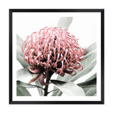 Australian Native Waratah Flower Square-The Paper Tree-Art Print,art prints,Artwork,australia,australian,australian native,australiana,botanical,floral,flower,framed,green,muted tone,native,pink,premium art print,red,red flower,square,wall art,Wall_Art,Wall_Art_Prints,waratah,waratah flower