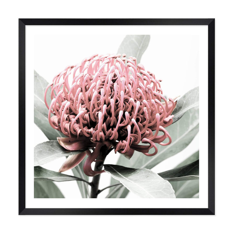 Australian Native Waratah Flower Square-The Paper Tree-Art Print,art prints,Artwork,australia,australian,australian native,australiana,botanical,floral,flower,framed,green,muted tone,native,pink,premium art print,red,red flower,square,wall art,Wall_Art,Wall_Art_Prints,waratah,waratah flower