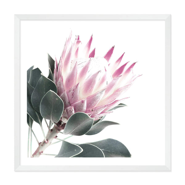 Dusty Pink Protea Square II-The Paper Tree-dusty pink,floral,floral artwork,flower,flowers,green,pink,pink flower,pink protea,portait,premium art print,protea,protea art,protea flower,protea flowers,square,wall art,Wall_Art,Wall_Art_Prints