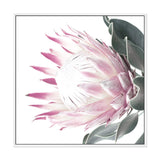 Dusty Pink Protea Square-The Paper Tree-dusty pink,floral,floral artwork,flower,flowers,green,pink,pink flower,pink protea,portrait,protea,protea art,protea artwork,protea flower,protea flowers,square,wall art,Wall_Art,Wall_Art_Prints