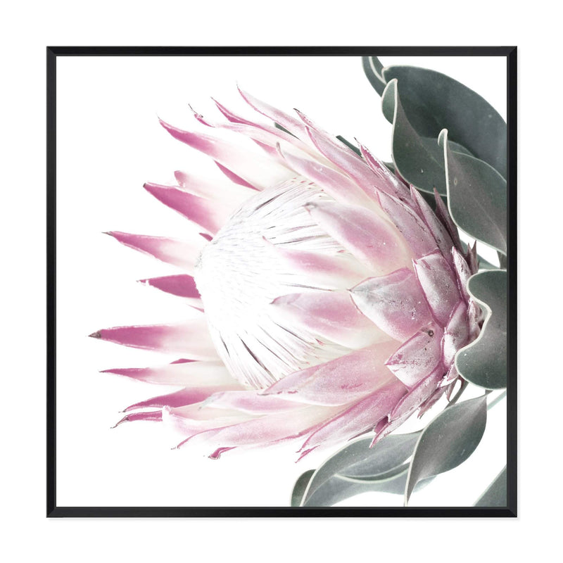 Dusty Pink Protea Square-The Paper Tree-dusty pink,floral,floral artwork,flower,flowers,green,pink,pink flower,pink protea,portrait,protea,protea art,protea artwork,protea flower,protea flowers,square,wall art,Wall_Art,Wall_Art_Prints