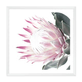 Dusty Pink Protea Square-The Paper Tree-dusty pink,floral,floral artwork,flower,flowers,green,pink,pink flower,pink protea,portrait,protea,protea art,protea artwork,protea flower,protea flowers,square,wall art,Wall_Art,Wall_Art_Prints