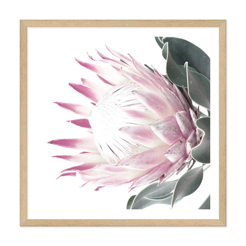 Dusty Pink Protea Square-The Paper Tree-dusty pink,floral,floral artwork,flower,flowers,green,pink,pink flower,pink protea,portrait,protea,protea art,protea artwork,protea flower,protea flowers,square,wall art,Wall_Art,Wall_Art_Prints