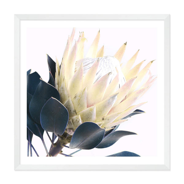 Yellow Protea Square II-The Paper Tree-floral,flower,flowers,portrait,premium art print,protea,protea flower,protea flowers,square,wall art,Wall_Art,Wall_Art_Prints,yellow,yellow flower