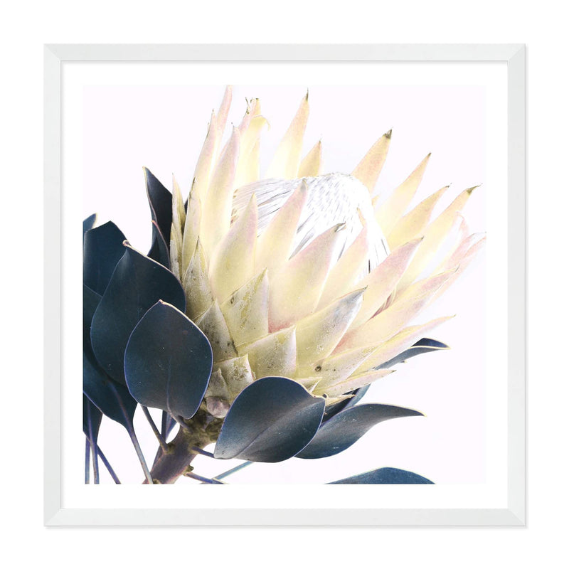 Yellow Protea Square II-The Paper Tree-floral,flower,flowers,portrait,premium art print,protea,protea flower,protea flowers,square,wall art,Wall_Art,Wall_Art_Prints,yellow,yellow flower